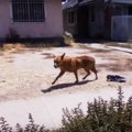 引っ越した飼い主に…