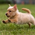 犬が突然走って伏せ…