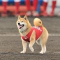 柴犬ベースボール犬…