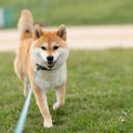 犬の気持ちは『歩き…