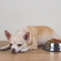 犬が暑さで食欲をな…