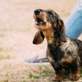 犬が遠吠えする理由…