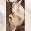 「スヤァ♡」お昼寝な…