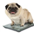 犬が肥満になる『NG…