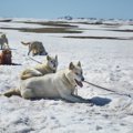 20世紀初頭の英国南…
