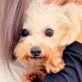 6年間繁殖犬として過…