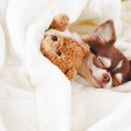 犬が爆睡している時…