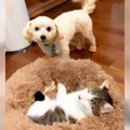 犬が猫にベッドを奪…