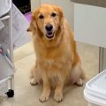 獣医師が『ストーカ…
