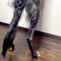 『185センチある大型…
