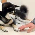 犬を連れて帰省→飼い…