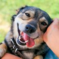 犬が『愛情を感じる…