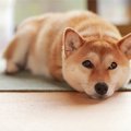 犬が見せる『ツンデ…
