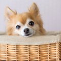 犬の目から涙…悲しい…