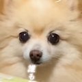『隅に追い詰めない…