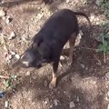 全身が膨らむ謎の症…
