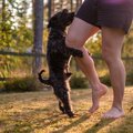 犬のマウンティング…