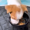 ふと、赤ちゃん犬が…
