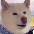 犬友だちと一緒に『…