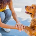 犬が震えている時の…