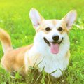 犬が喜びを感じてい…