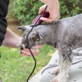 ミニチュアシュナウ…