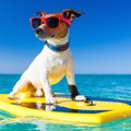 犬の夏の暑さに負け…