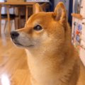 犬に"お留守番&…