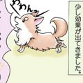 かわうそちわわ。（4…