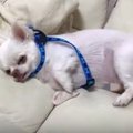 散歩が嫌すぎるチワ…