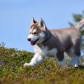 子犬の将来の大きさ…