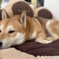 愛犬が一緒のベッド…