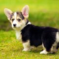 恐ろしい犬の椎間板…