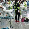 トリマー資格取得へ…