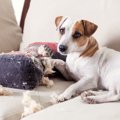犬の「心の病気」が…