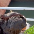 岡山県で大型犬を散…