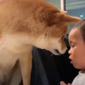 『娘を叱ると柴犬が……