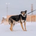 犬が『シッポを下げ…