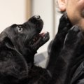愛犬が『飼い主に飛…