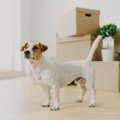 犬が辛いと感じてい…
