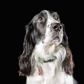 犬がマラリア感染を…