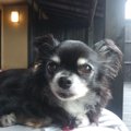 愛犬と行く客室露天…