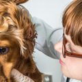 犬に絶対NGな『マダ…