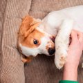 可愛すぎる♡犬が「早…