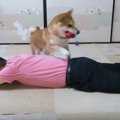 飼い主さんは○○代わ…