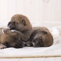 おいでませ、動物愛…
