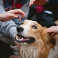 犬に嫌われない方法…