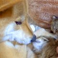 犬が『赤ちゃん猫』…