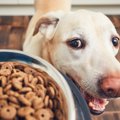 犬のご飯でやっては…