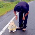 散歩拒否中の犬が『…